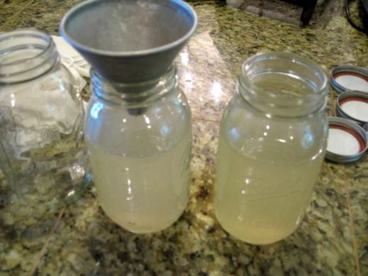 pouring kombucha tea into glass jars to ferment