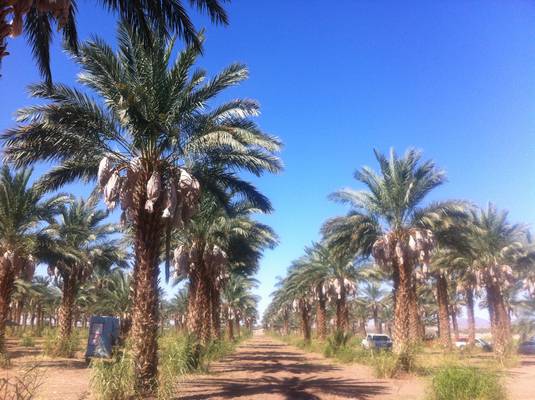 Stunning Medjool Date Palm Fields