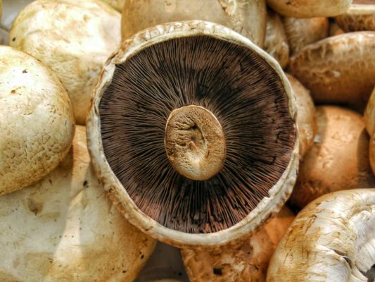 close up of underside of portobello mushroom cap