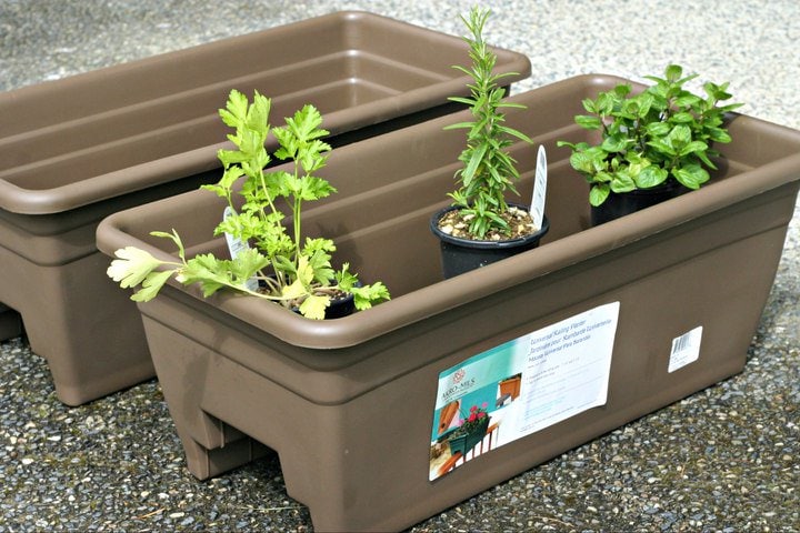 Planting an Organic PNW Vegetable Garden from www.EverydayMaven.com